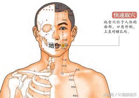 地倉穴位置|地倉穴： 舒筋活絡，活血化瘀